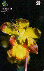 14269  GO  07/00  Orquídea do Cerrado  CVG D1  Tir. 300.000 ICE 30C