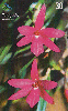 14272  GO  07/00  Orquídea do Cerrado  SVG D1  Tir. 300.000 ICE 30C