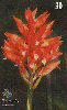 14273  GO  07/00  Orquídea do Cerrado  SLG D1  Tir. 300.000 ICE 30C