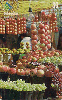 14300  GO  09/00  Frutas  Tir. 200.000 ICE 30C