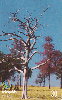 14355  GO  12/00  Graça da Natureza  Tir. 200.000 ICE 30C