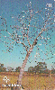 14711  GO  12/03  Árvores do Cerrado ( 02/04 ) Tir. 75.000 ICE 40C