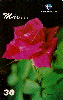 16359  RBA  05/00  Dia das Mães ( Rosa Híbrida )  Tir. 195.000 Interp. 30C