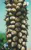 17550  PI  11/99  Coco Babaçu  CBA I1  Tir. 150.000 CSM 30C