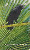 72230A CE 03/99 Aves da Fauna Cearense ( Graúna ) Tir. 155.000 CSM 20C ( CHEIO )