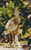 18319  CE  03/99  Aves da Fauna Cearense ( Siriema ) Tir. 200.000 CSM 50C