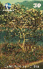 18423  CE  11/99  Árvores Floridas ( Jasmim Manga )  Tir. 70.000 CSM 30C
