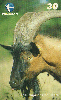 18626  CE  09/00  Caprinos no Ceará ( 06/09 ) Tir. 130.000 CSM 30C