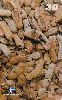 21657  MA  02/00  Frutas do Maranhão  ( 07/20 ) Tir. 50.000 ABNC 30C