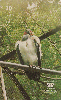 22684  PA  03/99  Aves em Extinção ( Urubu Rei ) B2  Tir. 100.000 ABNC 20C