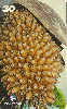 22975  PA  02/01  Série Frutas  ( 09/12 ) Tir. 120.000 ABNC 30C