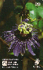 25019  CTBC  03/98  Mata Atlântica ( Flor de Maracuja )  Tir. 200.000 Interp. 20C