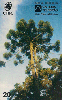 25050  CTBC  06/98  Mata Atlântica ( Florestas de Araucária ) Tir. 210.000 Interp. 20C