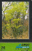 25353 CTBC 08/98 Um olhar s/ o Cerrado ( As estações )  Tir. 300.000 Interp. 20C