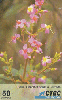25422  CTBC  11/98  Um olhar s/ o Cerrado C1 ( As Flores ) Tir. 250.000 Interp. 50C