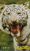 25878  CTBC  07/02  Felinos  ( 02/05 ) Tir. 360.000 ICE 40C