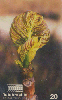 28088  DF  03/99  Flores do Cerrado ( Rubiaceae Palicourea rigida ) Tir. 150.000 ICE 20C