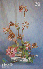 28393  DF  08/01  Ikebana ( 09/10 ) Tir. 200.000 ICE 30C