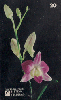 31809  RR  05/98  Orquídea de Roraima Tir. 60.000 ABNC 20C