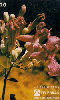 37355  TB  05/95  Flores do Cerrado - BIGNONIACEAL Interp. 20C ( L2 - 04 - 05/95 )
