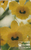 37594  TB  12/95  Orquídeas - Dendrobium Densiflorum CMB 50C ( 02 - 12/95 )