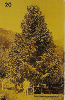 37864  TB  07/96  F. B. do Sec XIX - Pinheiro Brasileiro ABNC 20C ( L1 - 01 - 08/96 )