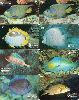 38301  TB  Série Peixes ( 8 cartões )