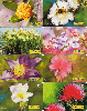 27845  CTBC  Flores do Cerrado Parte 1 ( 8 Cartões ) Tir. 150.000  40C