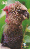 31901  RR  06/99  Fauna de Roraima ( Periquito ) Tir. 50.000 ABNC 30C