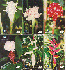 06828  PE  07/00  Série Plantas ( 6 Cartões ) CSM 30C