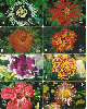 04280  SC -  Flores Daqui ( 8 Cartões ) Tir. 50.000 ICE 30C