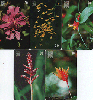 02767A  PR  Flores do Paraná ( 5 Cartões ) 30C