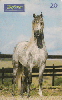 0214 SP 05/99 Cavalos (Andaluz é Raça) Tir.300.000 Interp 20c