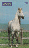 0215 SP 05/99 Cavalos (Andaluz é Potência)Tir.300.000 Interp. 20