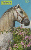 0216 SP 05/99 Cavalos ( Andaluz é Beleza) Tir.300.000 Interp 30C