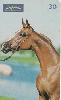 0220 SP 05/99 Cavalos (Árabe é Delicadeza) Tir.300.000 Interp.