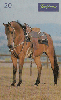 70285 SP 05/99 Cavalos (Árabe é Versatilidade)Tir.300.000 Interp.20C ( CHEIO )