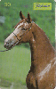 0226 SP 05/99 Cavalos(Mangalarga é Refinamento)Tir.300.000 Inter