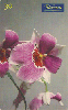 0686 SP 09/99 Flores (Orquídeas - Miltoniopsis) Tir. 500.000 30c