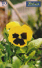 0694 SP 10/99 Flores ( Amor Perfeito Amarelo ) Tir. 350.000 30c.
