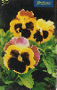 0696 SP 10/99 Flores (Amor Perfeito Mesclado) Tir. 450.000