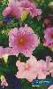 0703 SP 10/99 Flores(Petúnia Grandflora Picote) Tir.400.000 30c