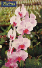 0707 SP 11/99 Flores (Orquídea Phalaenophsis) Tir.500.000  ICE 3