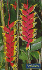 0718 SP 02/00 Flores (Elicônea Rostrata) Tir.500.000 CSM 30C