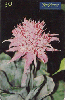 0719 SP 02/00 Flores (Bromélia Aechmea) Tir.500.000 Tir. CSM 30c
