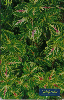 0825 SP 07/00 Folhagens (Coleus Blumei) Tir.500.000 Int. 30c