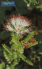 0835 SP 09/00 Flores do cerrado (Calliandra Virgata) Interp. 30c