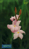 0837 SP 09/00 Flores do cerrado (Mandevilla nova capitalis) 30C