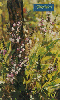 0840 SP 09/00 Flores do Cerrado (Andira Humilis) Interp.30C
