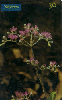 0843 SP 09/00 Flores do Cerrado (Vermonia Simplex)Int. 30 c